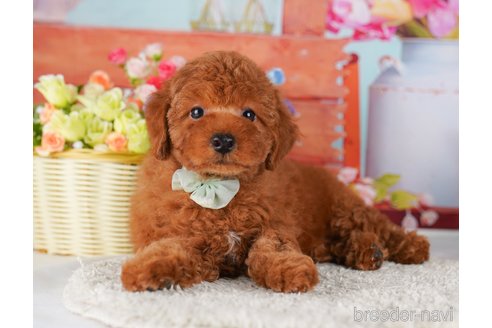 成約済の東京都のトイプードル-354774の6枚目